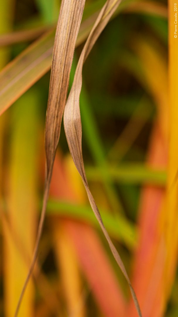 Close-up graminées à l’automne. Close-up grasses in the fall.